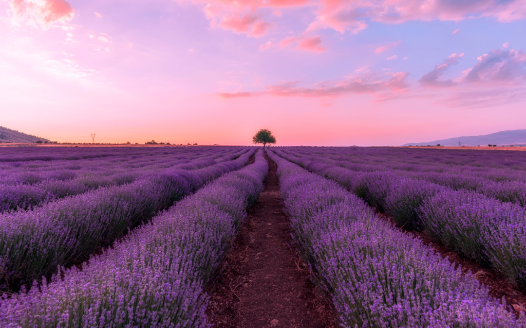 LE CIEL S’ÉCLAIRCIT AU-DESSUS DES CHAMPS DE LAVANDE : LES HUILES ESSENTIELLES CONTINUERONT À ÊTRE ANALYSÉES COMME UNE SUBSTANCE À PART ENTIÈRE