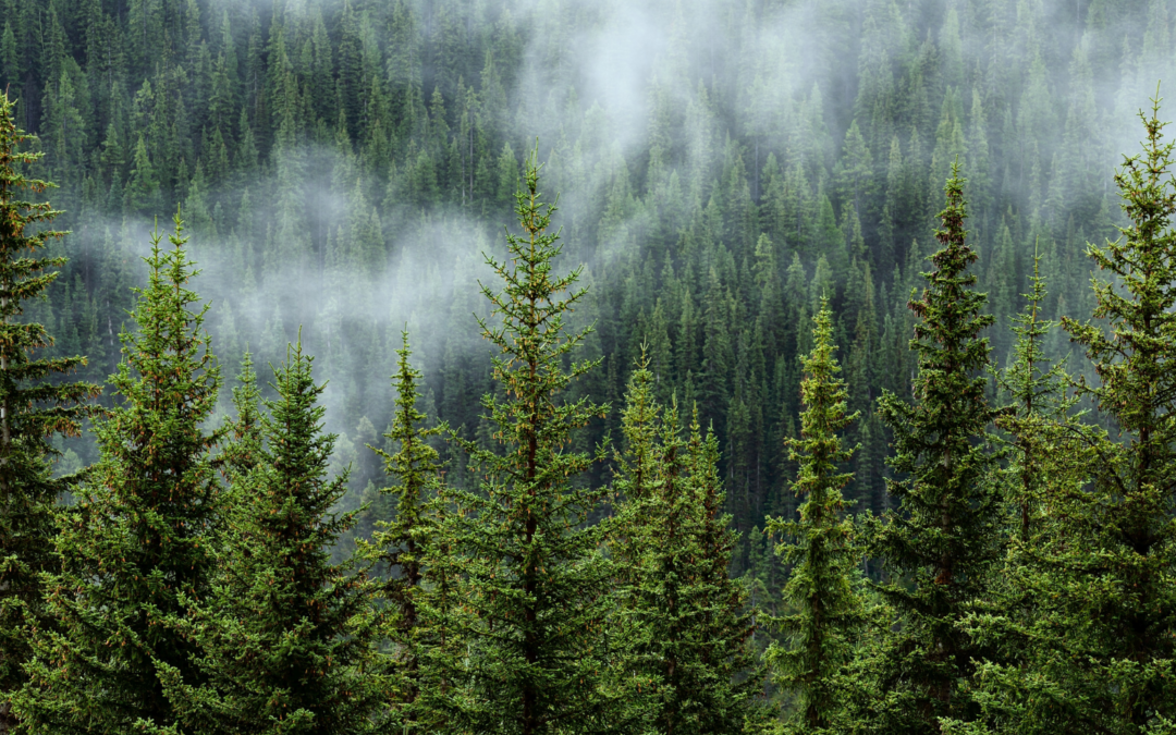 Graines et plants forestiers : la biodiversité de nos forêts est notre meilleure arme contre le réchauffement climatique !