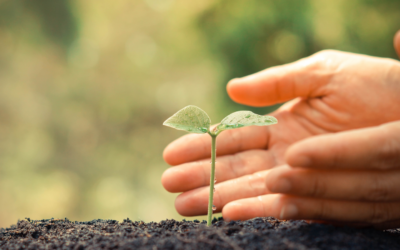 LOI SUR LA RESTAURATION DE LA NATURE : UNE VICTOIRE POUR LA BIODIVERSITÉ, UNE DÉFAITE POUR L’ALLIANCE DES DROITES