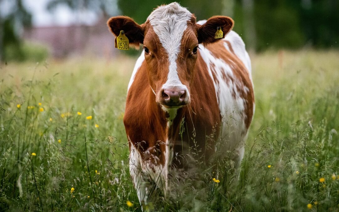 Fièvre Catarrhale Ovine: Christophe Clergeau demande la création d’une agence européenne de préparation aux crises de santé animale