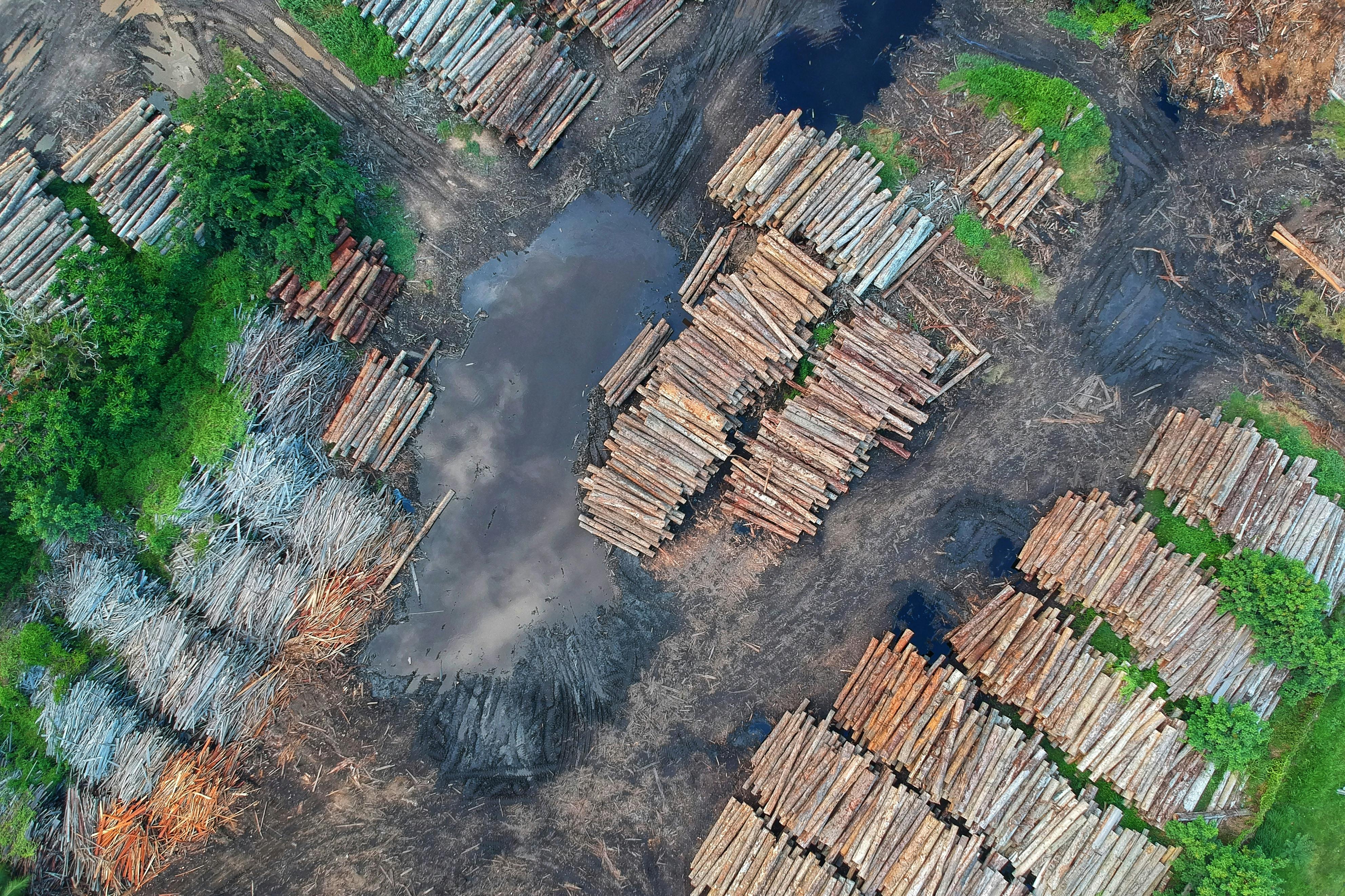 S&Ds criticise Communication’s mismanagement of EU deforestation law